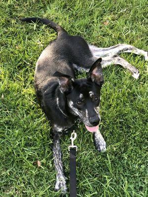 Zeus' Rescues Inc