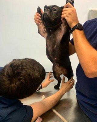 Dadeland Animal Hospital