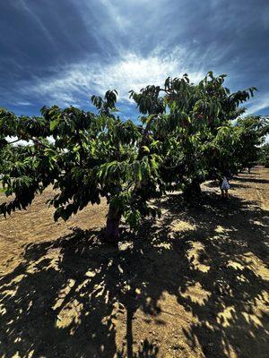 Mariani Orchards Harvest Experience