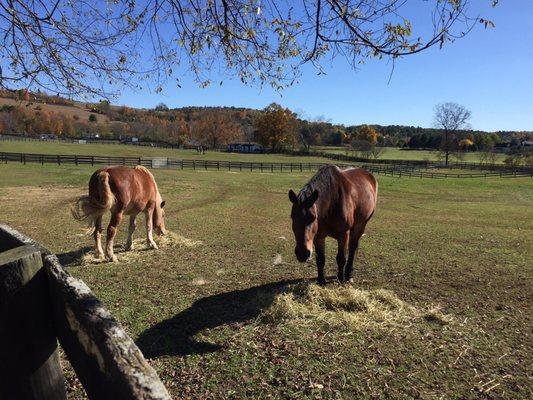 Equine Advocates Inc