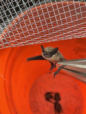 Advanced Wildlife Removal