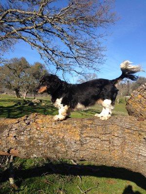 Country Corners Veterinary Hospital