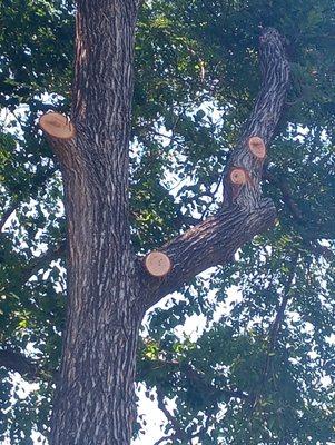 Eddie's Tree Service And Landscaping