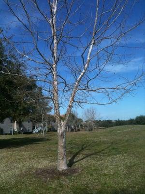 Trees onside the Golf Course