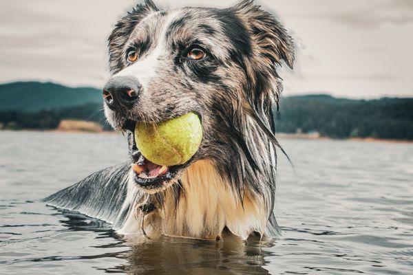 Roaming Lens Photography