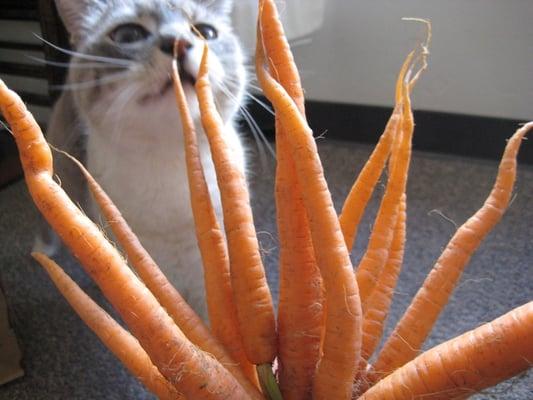 Garden of Eden Organics