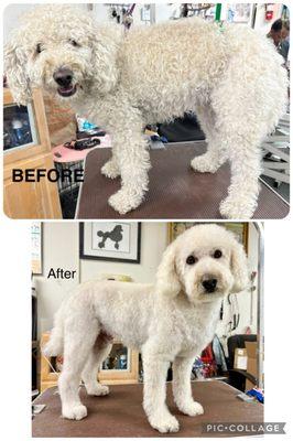 Shani's and Four Your Paws Only