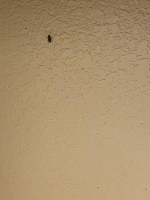Roach infested Apartments!