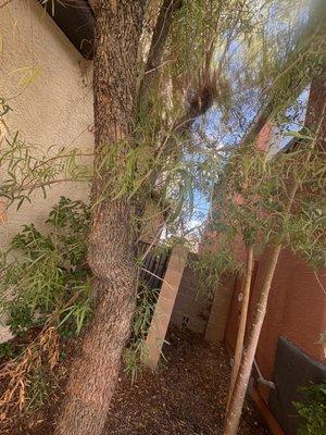 Nevada Trees & Irrigation