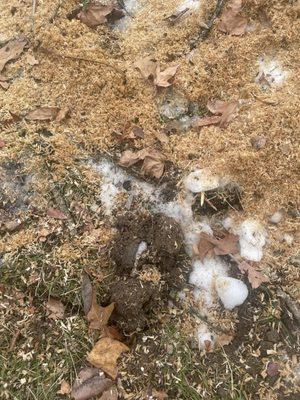 Appalachian Tree Co.