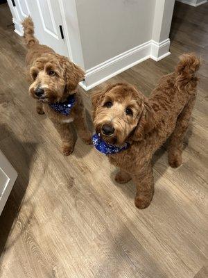 Bless Your Paws Grooming