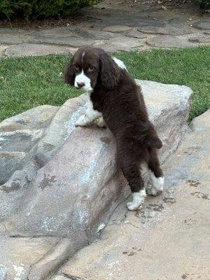 Nelson Veterinary Services