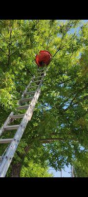 Beekeeping Innovations