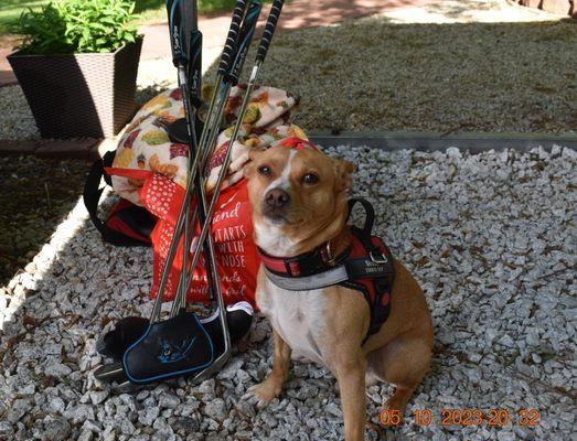 Scout ready for the road.