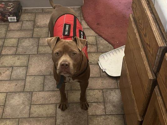 They were even nice to my service dog