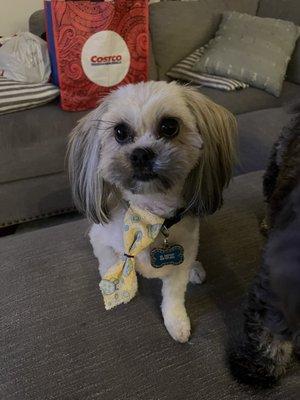 Freshly groomed pup.