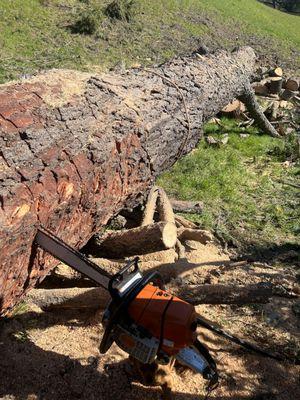 Sundance Tree Experts