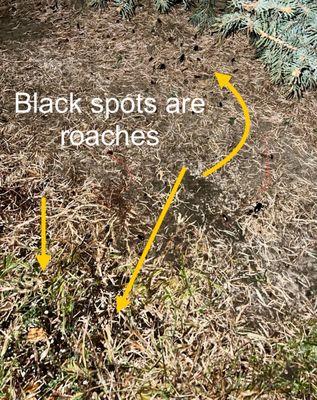 First Site Apartments