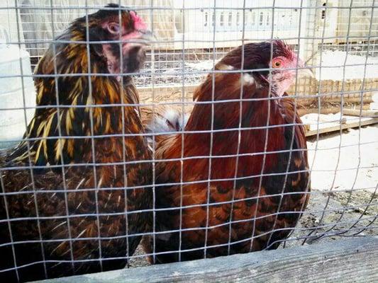 Troy Community Gardens