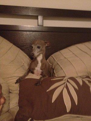 Pickle Street Veterinary Services