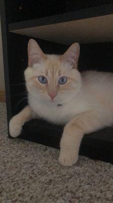 Carroll Small Animal Hospital