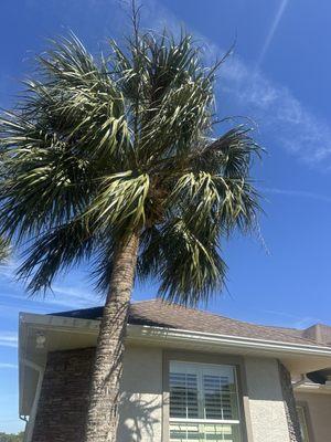 Beavers Tree Professionals