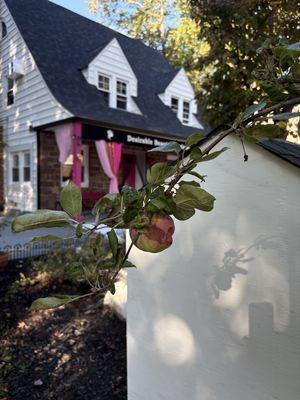 Growing apples on front lawn!!