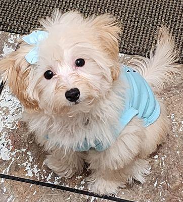 Before horrible grooming