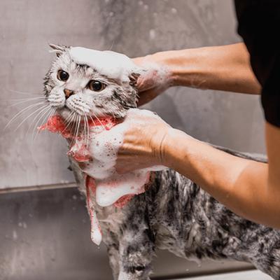 Cat Bath