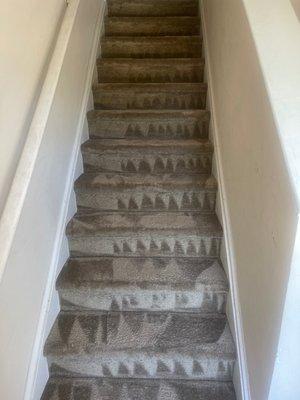 Bio-Clean Carpet Cleaning