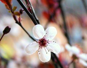 In Touch Clinical Massage