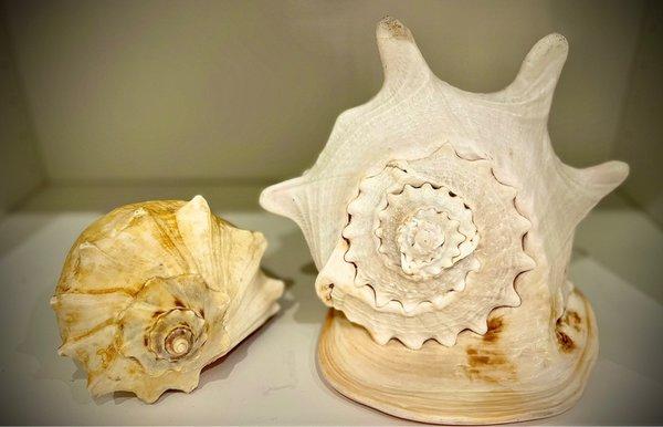 Large sea shells for my book shelf.