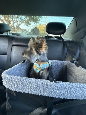 Happy Paws Mobile Grooming