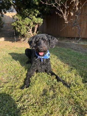 The Pink Poodle Pet Salon