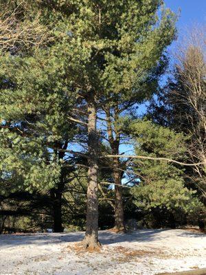 Pine trees along the sides.