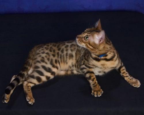 This is one of our gorgeous pedigreed Bengal cats. This is the look of a wild cat in a friendly domestic pet. Call us for yours