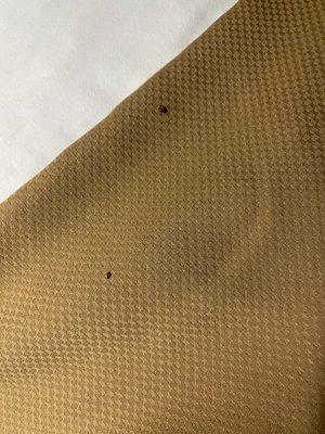 Pic of bed bugs.