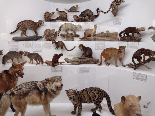 World Museum of Natural History