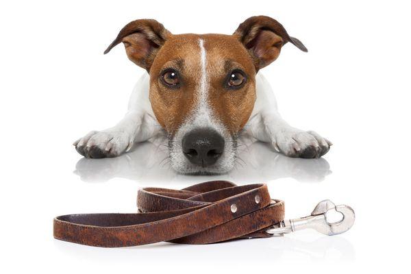 Pet Sitting and Dog Walking Services to Virginia Beach. Full-time staff of dedicated and insured local ladies. GPS tracking of all walks.