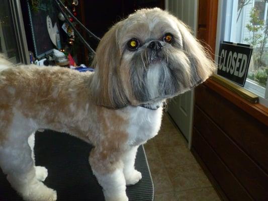 Nancy's Professional Dog Grooming