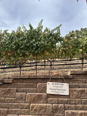 Alamitos Vineyards Inc