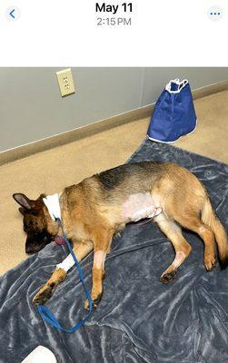 Youngsville Animal Hospital