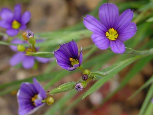 Doak Creek Native Plant Nrsy