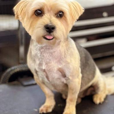 Brittney's Bark Avenue