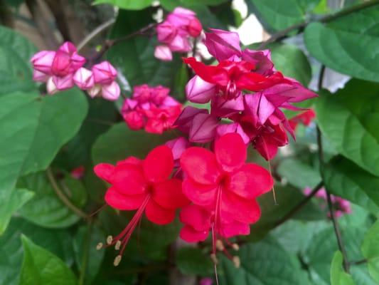 Universal Gardening and Design