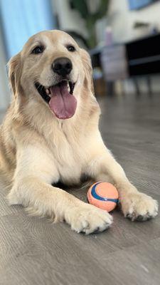 Lolita Colitas Pet Home