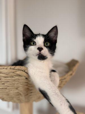 Frank loves his cat tree!