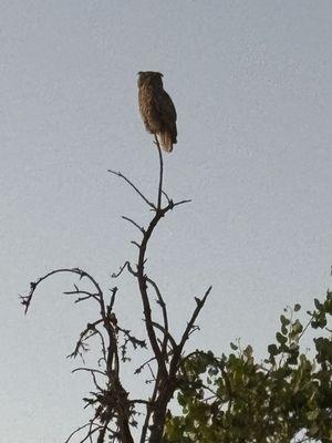 Big beautiful owl on the look out for prey