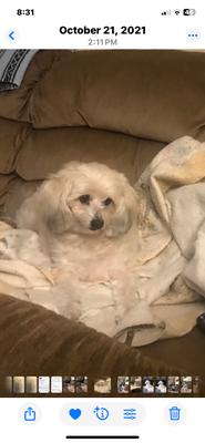 Countryside Veterinary Hospital