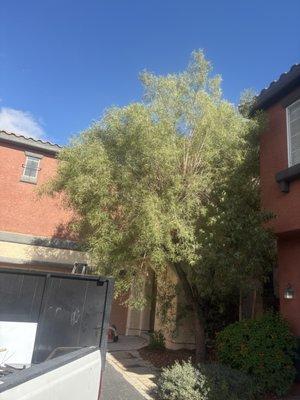 Nevada Trees & Irrigation